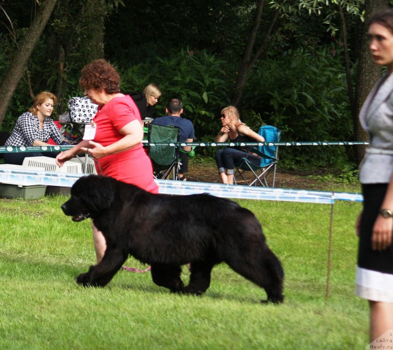Фото: ньюфаундленд Mercedes Vialiki Miadzvedz (Мерседес Вялiкi Мядзведзь)