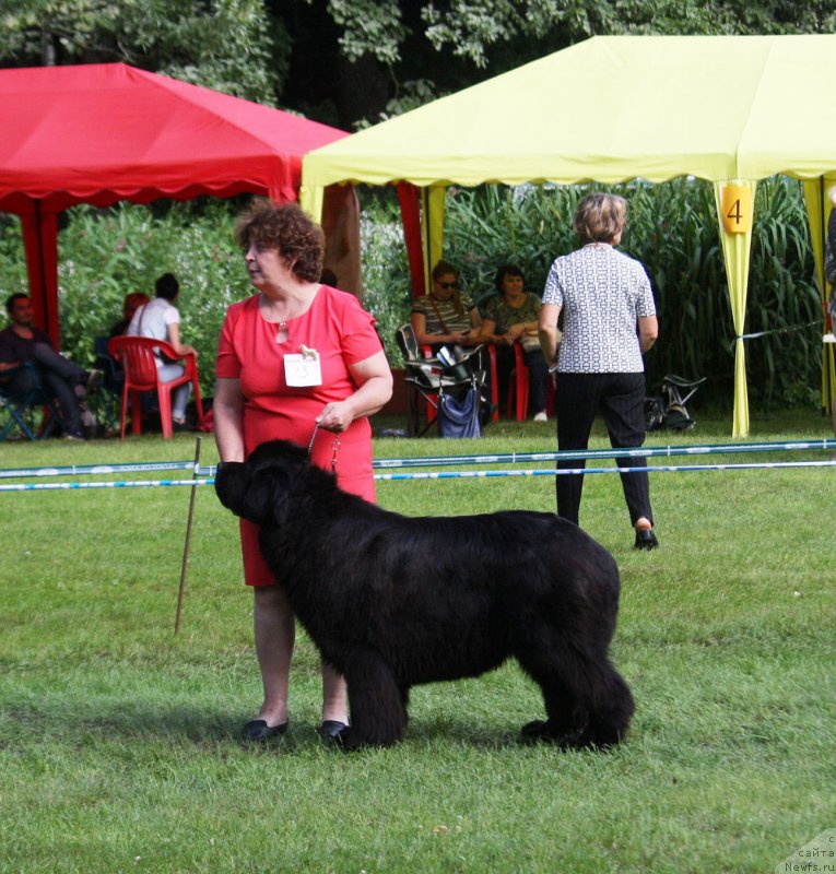 Фото: ньюфаундленд Mercedes Vialiki Miadzvedz (Мерседес Вялiкi Мядзведзь)