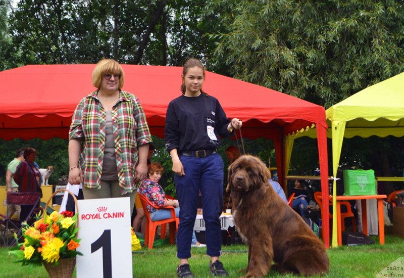 Фото: ньюфаундленд Brownblood MSK Audi Red Less (Браунблад МСК Ауди Рэд Лэсс)