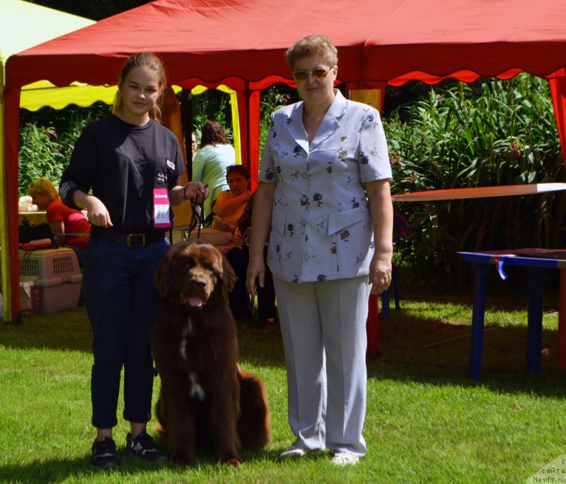 Фото: ньюфаундленд Brownblood MSK Audi Red Less (Браунблад МСК Ауди Рэд Лэсс)