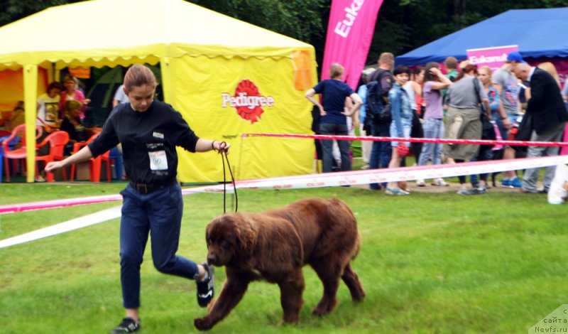 Фото: ньюфаундленд Brownblood MSK Audi Red Less (Браунблад МСК Ауди Рэд Лэсс)