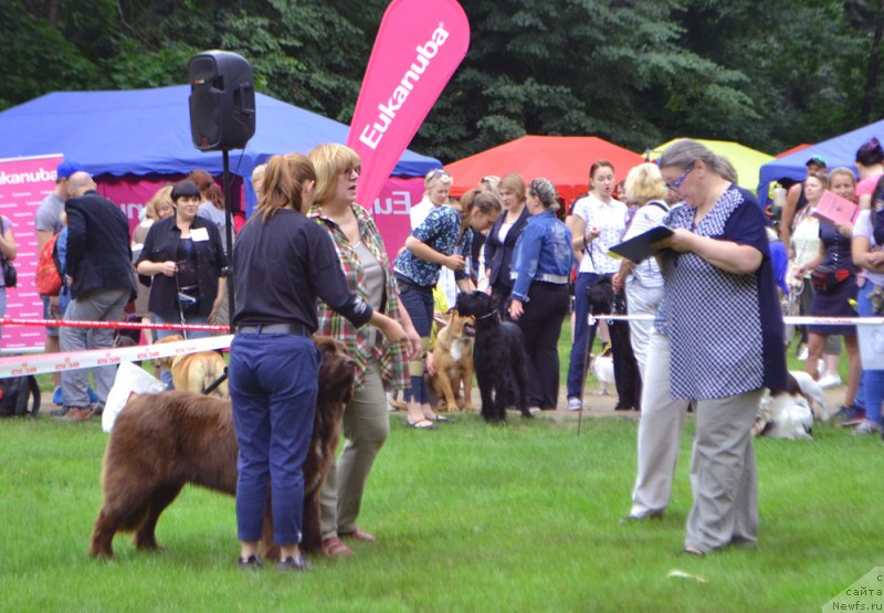 Фото: ньюфаундленд Brownblood MSK Audi Red Less (Браунблад МСК Ауди Рэд Лэсс)