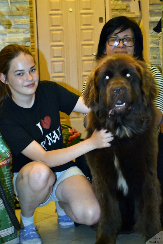 Фото: ньюфаундленд Brownblood MSK Audi Red Less (Браунблад МСК Ауди Рэд Лэсс)