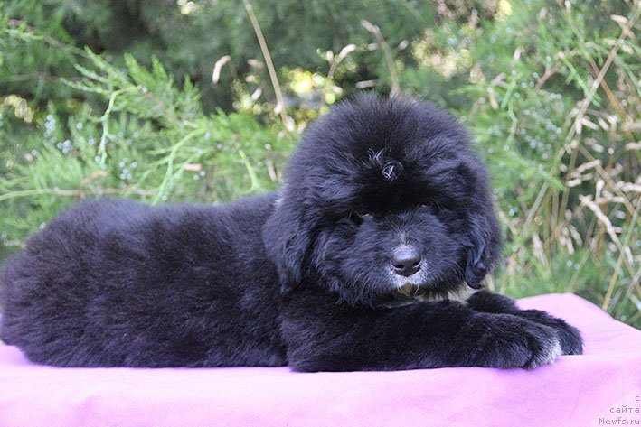 Фотография № 228459