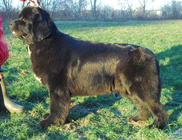 Фото: ньюфаундленд Sent Djons Zanna D'Ark (Сент Джонс Жанна Д'Арк)