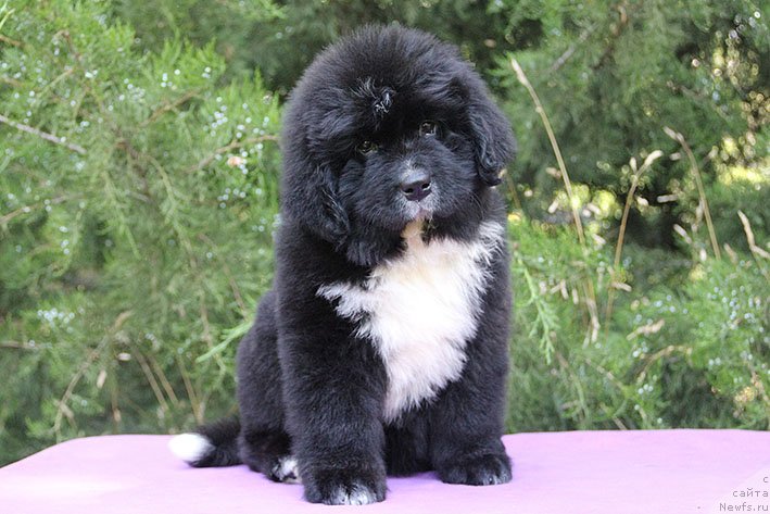 Фотография № 228461