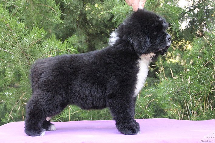 Фотография № 228463