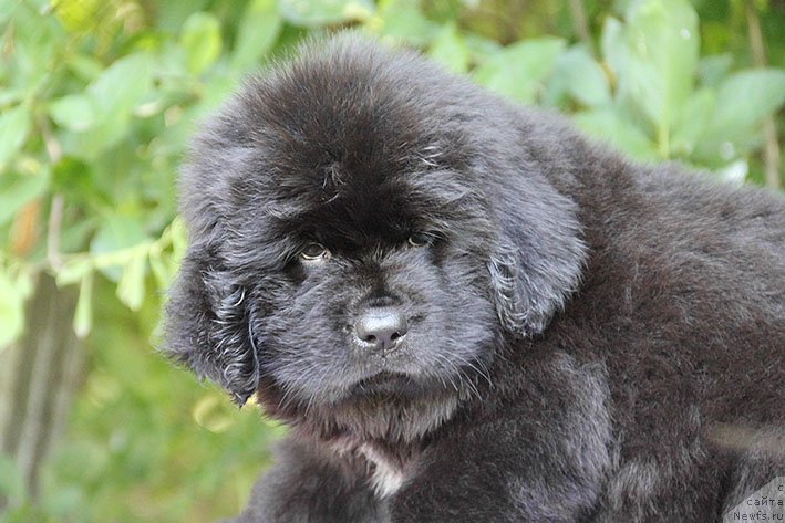 Фотография № 228464