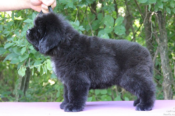 Фотография № 228466