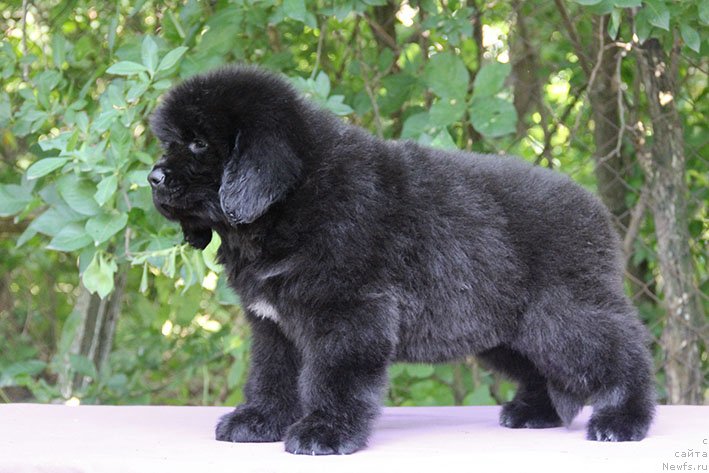 Фотография № 228467