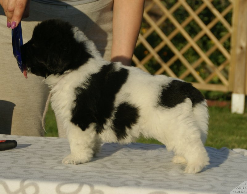 Фото: ньюфаундленд Snou Viking Byembi (Сноу Викинг Бэмби)