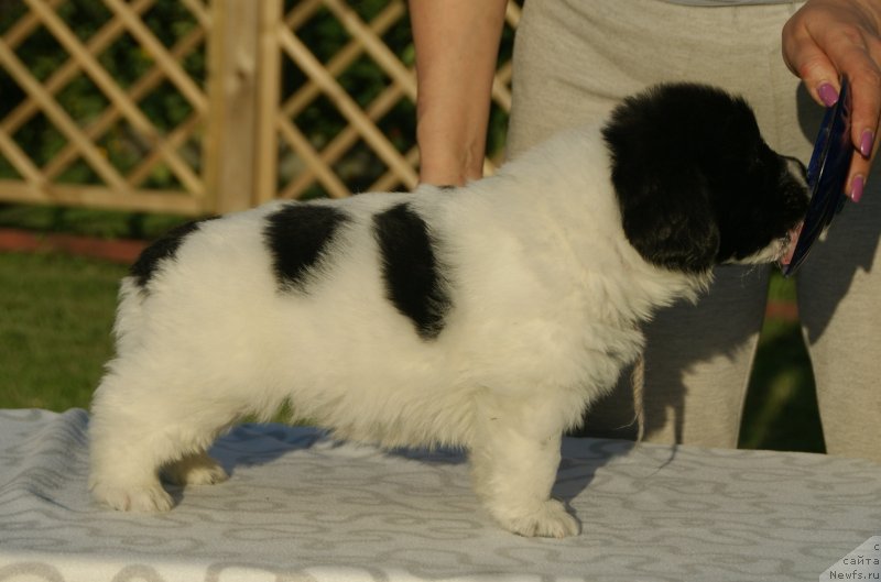 Фото: ньюфаундленд Snou Viking Byembi (Сноу Викинг Бэмби)