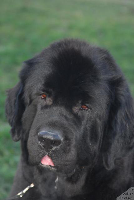 Фото: ньюфаундленд Sent Djons Zanna D'Ark (Сент Джонс Жанна Д'Арк)