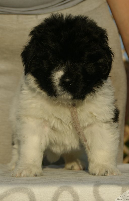 Фото: ньюфаундленд Snou Viking Byembi (Сноу Викинг Бэмби)