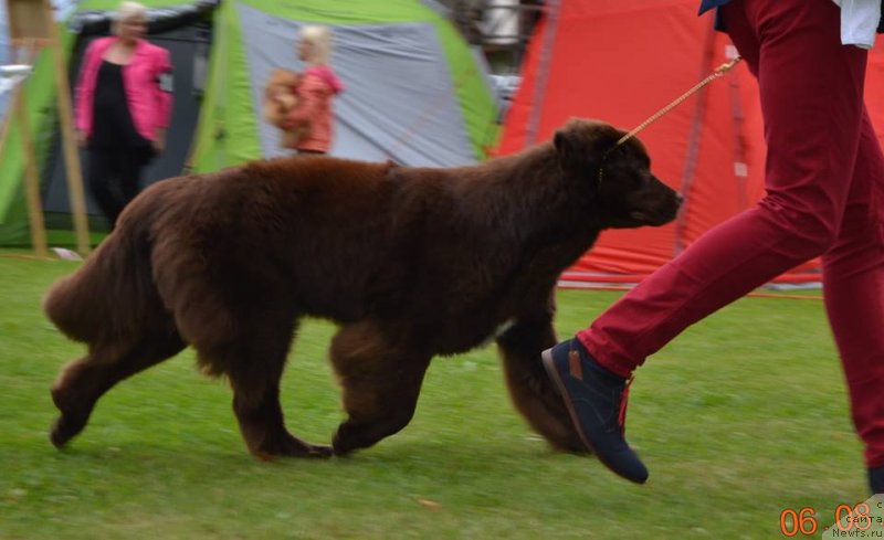 Фото: ньюфаундленд Brownblood MSK Alpina Guardian Soul (Браунблад МСК Альпина Гуардиан Соул)