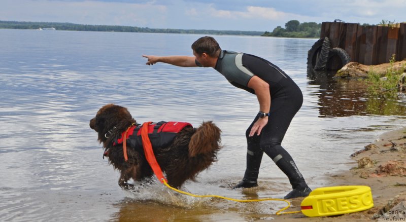 Фото: ньюфаундленд Chara Hani Les (Чара Хани Лес), Aleksandr CHervanyov (Александр Черванёв)