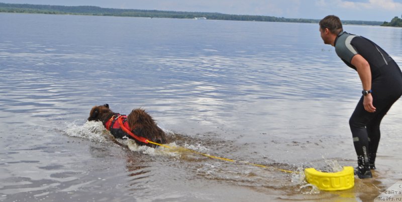 Фото: ньюфаундленд Chara Hani Les (Чара Хани Лес), Aleksandr CHervanyov (Александр Черванёв)