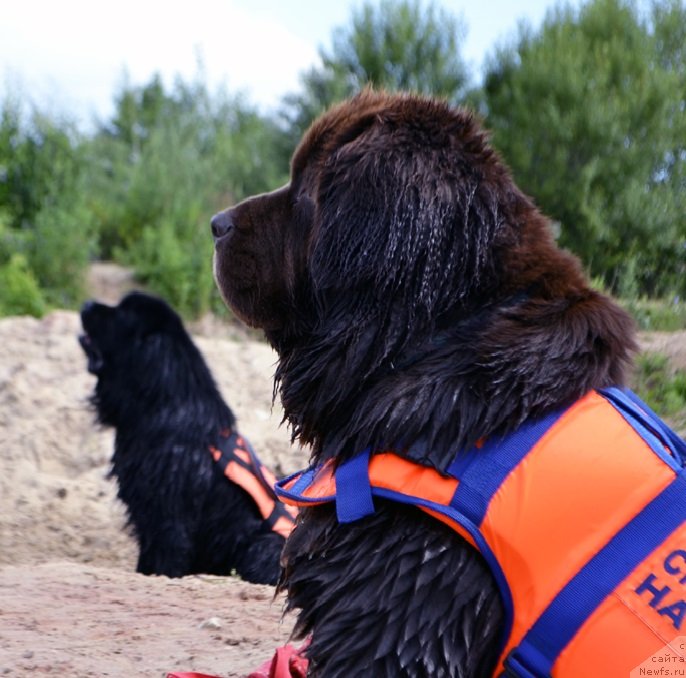 Фото: ньюфаундленд Nikol Gold Star (Николь Голд Стар)