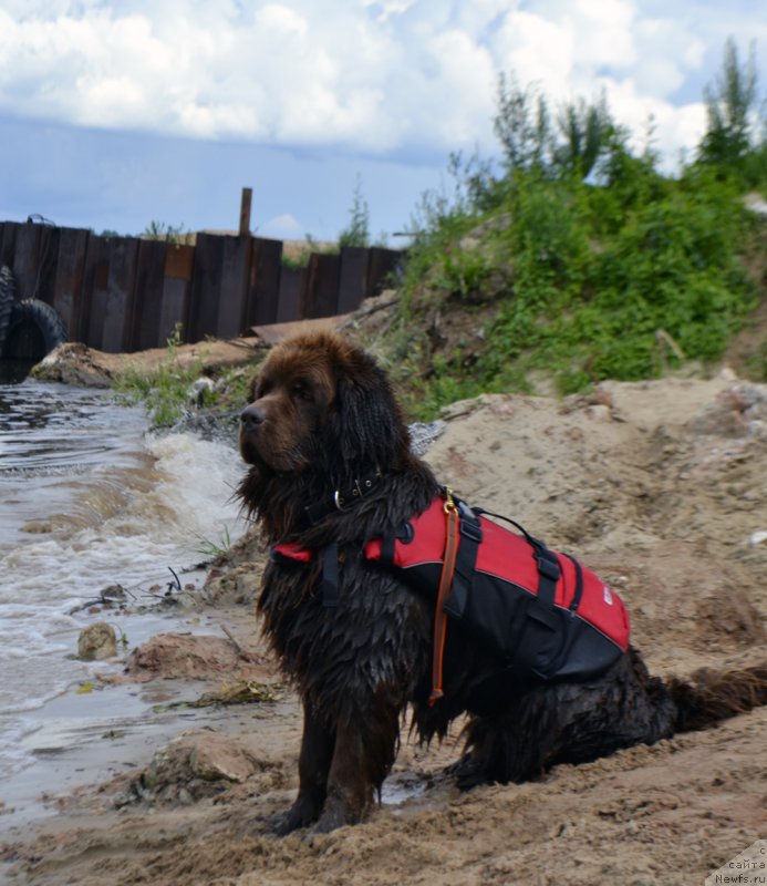 Фото: ньюфаундленд Chara Hani Les (Чара Хани Лес)