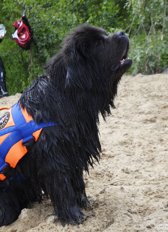 Фото: ньюфаундленд Melty Wave Marine Tifeya (Мелти Вейв Марин Тифея)