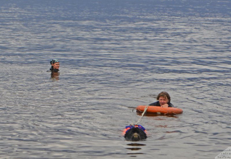 Фото: ньюфаундленд Russkaya Krasavica Nyura (Русская Красавица Нюра)