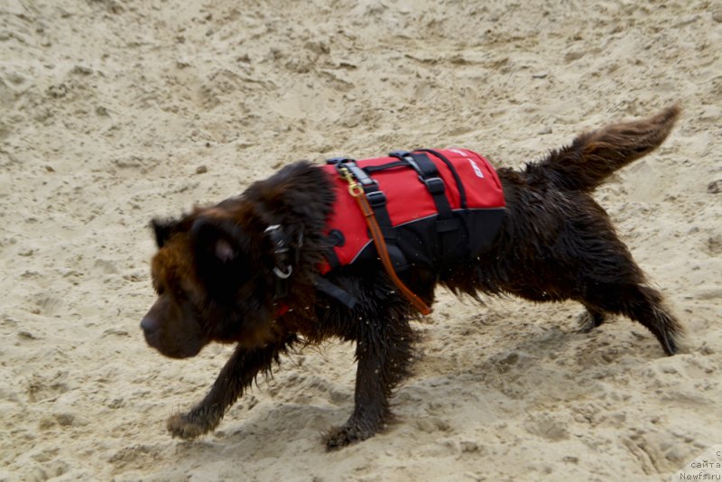 Фото: ньюфаундленд Chara Hani Les (Чара Хани Лес)