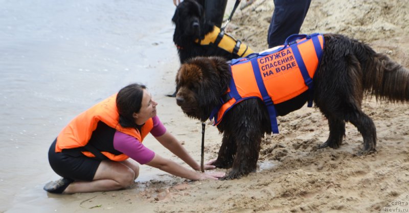 Фото: ньюфаундленд Nikol Gold Star (Николь Голд Стар), YUliya Demidova (Юлия Демидова)