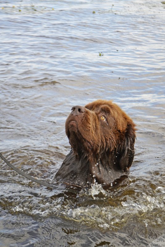 Фото: ньюфаундленд Charli The Best Helfi Pel (Чарли Де Бест Хелфи Пэл)