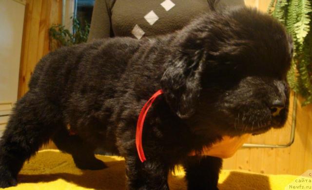 Фото: ньюфаундленд Mag Ispolin Igrunia (Маг Исполин Игрунья)