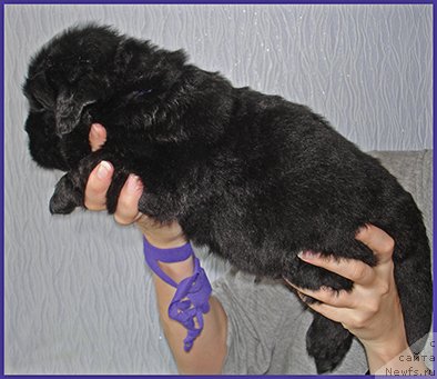 Фото: ньюфаундленд CHingiz Han iz Plemeni Kedra (Чингиз Хан из Племени Кедра)