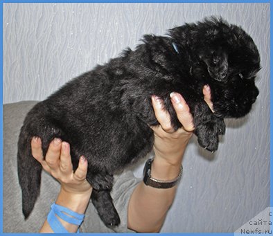 Фото: ньюфаундленд CHeshirskiy Pyos iz Plemeni Kedra (Чеширский Пёс из Племени Кедра)