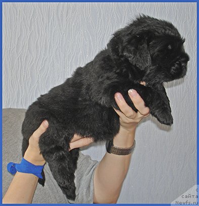 Фото: ньюфаундленд CHyornyiy Kvadrat iz Plemeni Kedra (Чёрный Квадрат из Племени Кедра)