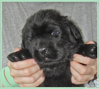 Фото: ньюфаундленд CHelesta iz Plemeni Kedra (Челеста из Племени Кедра)