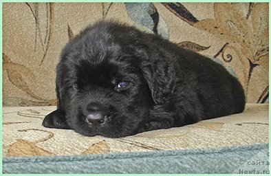 Фото: ньюфаундленд CHelesta iz Plemeni Kedra (Челеста из Племени Кедра)