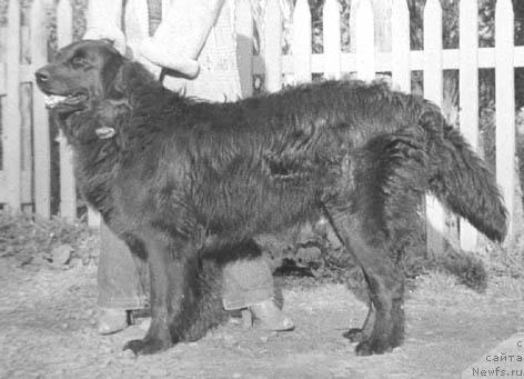 Фото: ньюфаундленд Kler (Клер)