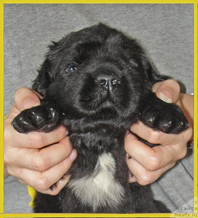 Фото: ньюфаундленд Chakra iz Plemeni Kedra (Чакра из Племени Кедра)