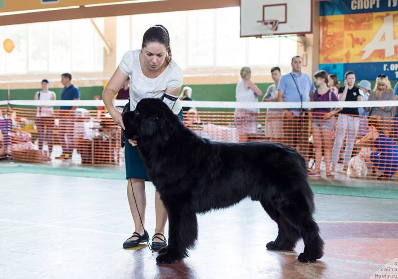 Фото: ньюфаундленд Smigar Believe me I’m Doctor (Смигар Билив Ми Ай’м Доктор)