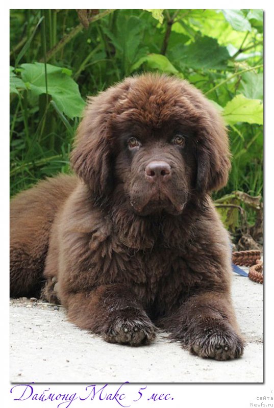 Фото: ньюфаундленд Braunblad MSK Daymond Maks (Браунблад МСК Даймонд Макс)