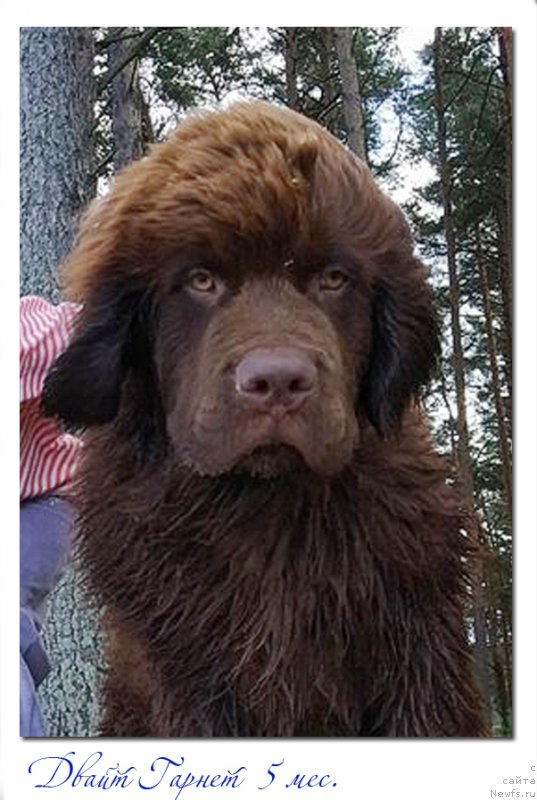 Фото: ньюфаундленд Braunblad MSK Dvayt Garnet (Браунблад МСК Двайт Гарнет)