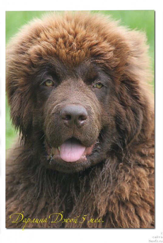 Фото: ньюфаундленд Brownblood MSK Darlina Joy (Браунблад МСК Дарлина Джой)