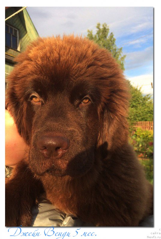 Фото: ньюфаундленд Braunblad MSK Djeyn Vendi (Браунблад МСК Джейн Венди)