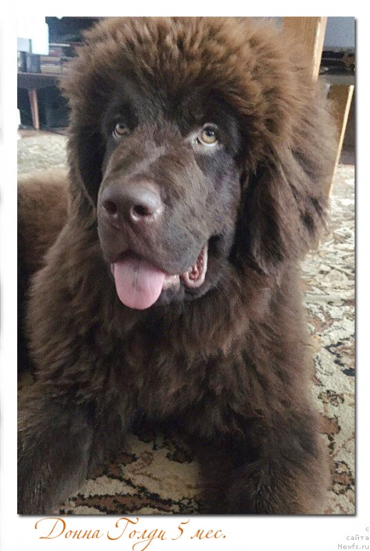 Фото: ньюфаундленд Braunblad MSK Donna Goldi (Браунблад МСК Донна Голди)