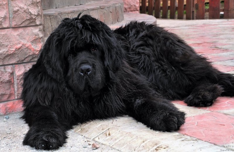 Фото: ньюфаундленд YEksklyuziv Konnyekshen Veneciya (Эксклюзив Коннэкшен Венеция)