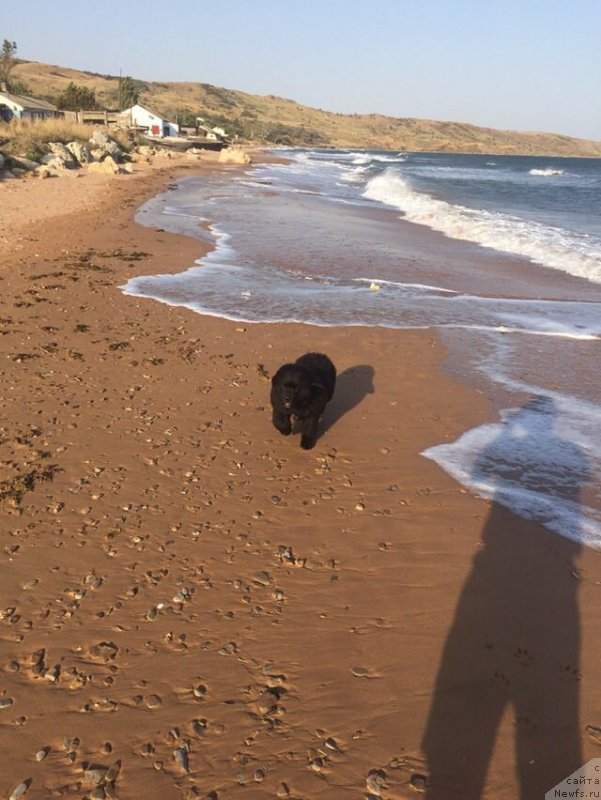 Фото: ньюфаундленд H'yui L'yuis Hyemilton (Хьюи Льюис Хэмилтон)