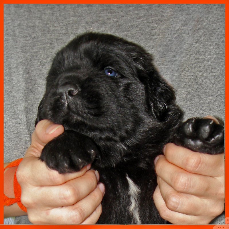 Фото: ньюфаундленд CHerilinn iz Plemeni Kedra (Черилинн из Племени Кедра)