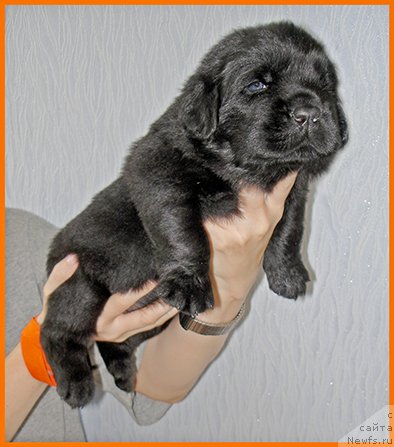 Фото: ньюфаундленд CHerilinn iz Plemeni Kedra (Черилинн из Племени Кедра)