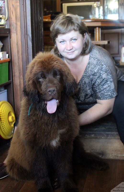 Фото: ньюфаундленд Brownblood MSK Drimi Ein (Браунблад МСК Дрими Эйн)