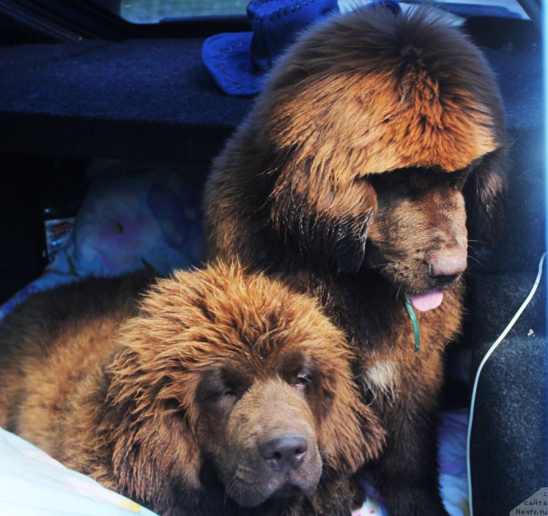 Фото: ньюфаундленд Brownblood MSK Delicia Shari (Браунблад МСК Дэлиция Шари), ньюфаундленд Brownblood MSK Drimi Ein (Браунблад МСК Дрими Эйн)