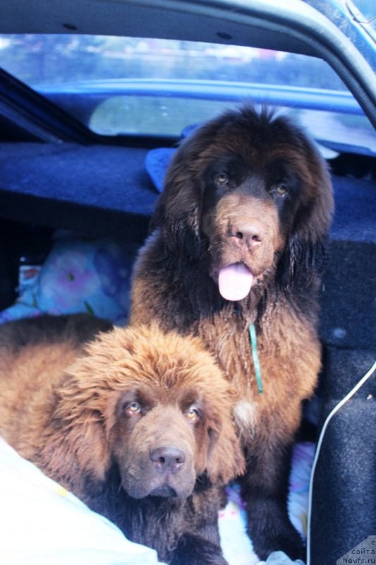 Фото: ньюфаундленд Brownblood MSK Delicia Shari (Браунблад МСК Дэлиция Шари), ньюфаундленд Brownblood MSK Drimi Ein (Браунблад МСК Дрими Эйн)