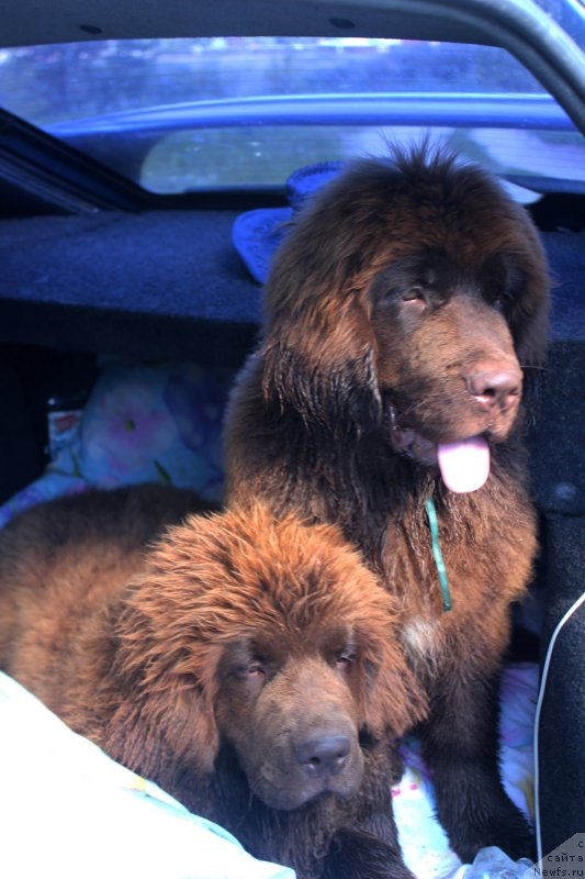 Фото: ньюфаундленд Brownblood MSK Delicia Shari (Браунблад МСК Дэлиция Шари), ньюфаундленд Brownblood MSK Drimi Ein (Браунблад МСК Дрими Эйн)